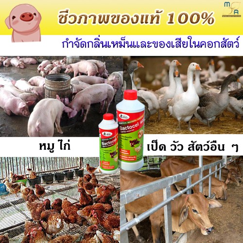 แพ็คคู่-5001-4001-น้ำกำจัดกลิ่นเหม็นและของเสียในคอกสัตว์-ย่อยสลายสิ่งปฏิกูล-รักษาสภาพน้ำในบ่อปลา