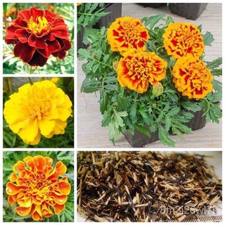 ถูก ใหม่ สายพันธุ์บอนสี 100เมล็ด เมล็ดพันธุ์ ดอกดาวเรืองคละสี Marigold Seeds เมล็ดบอนสี บอนสีหายาก เมล็ดดอกไม้ บอนสีส JE