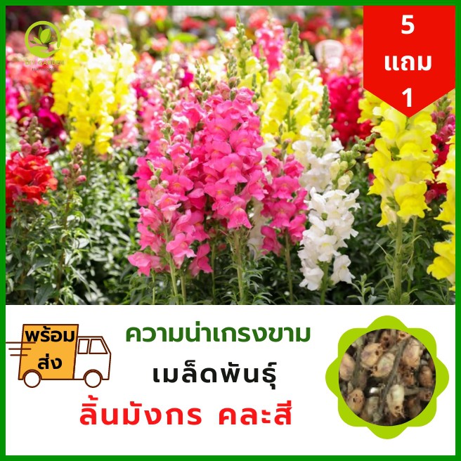 เมล็ดพันธุ์ดอกไม้-ลิ้นมังกร-จักรพรรดิ-เมล็ดพันธุ์ดอกไม้นำเข้า-ดอกไม้มงคล-จัดสวน-แต่งสวน-ปลูกดอกไม้-ปลูกผัก-ผักสวนครัว