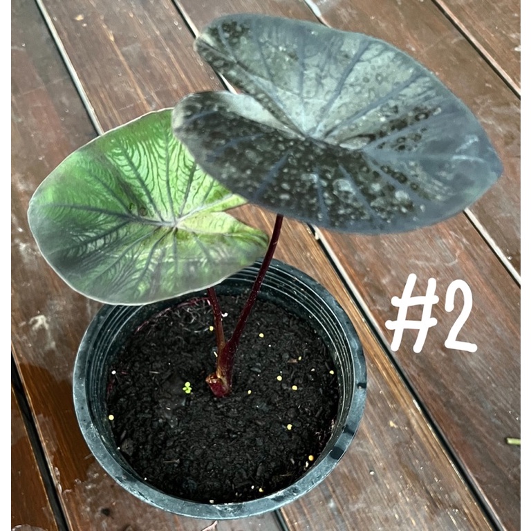 colocasia-kona-coffee