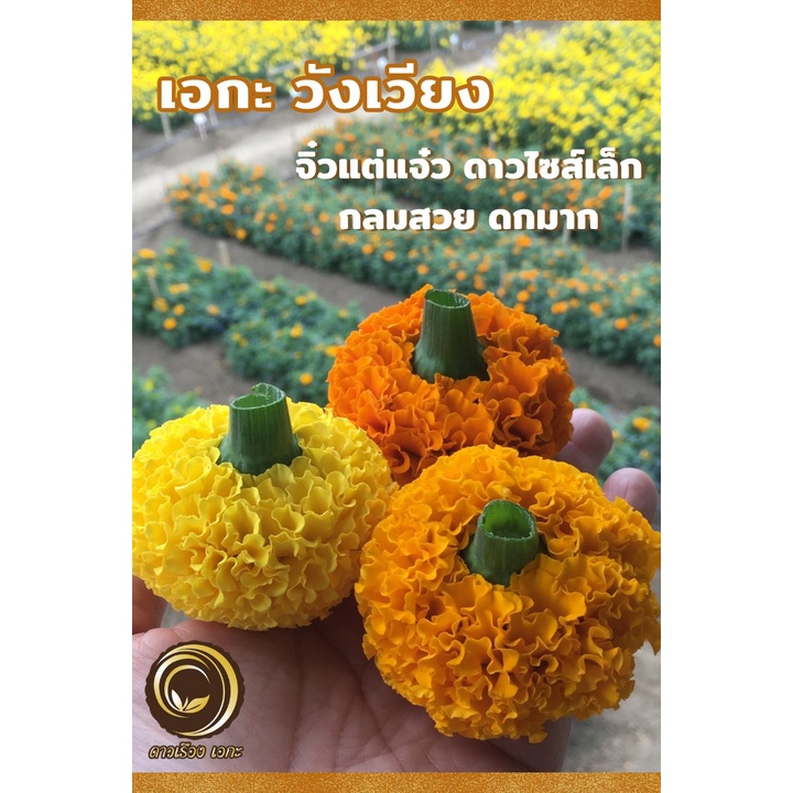 100-เมล็ด-aga-shop-เมล็ดพันธุ์-ดาวเรือง-วังเวียง-ดาวเรืองตัดดอก-สำหรับร้อยมาลัย