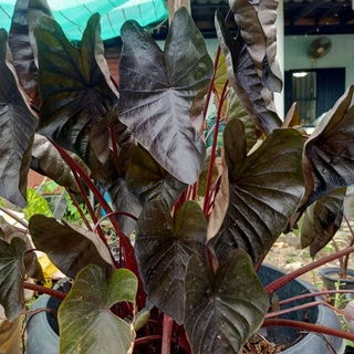 🌱 Colocasia Black Ripper 🌱 โคโลคาเซีย แบล็คริปเปอร์  ในกระถาง 4