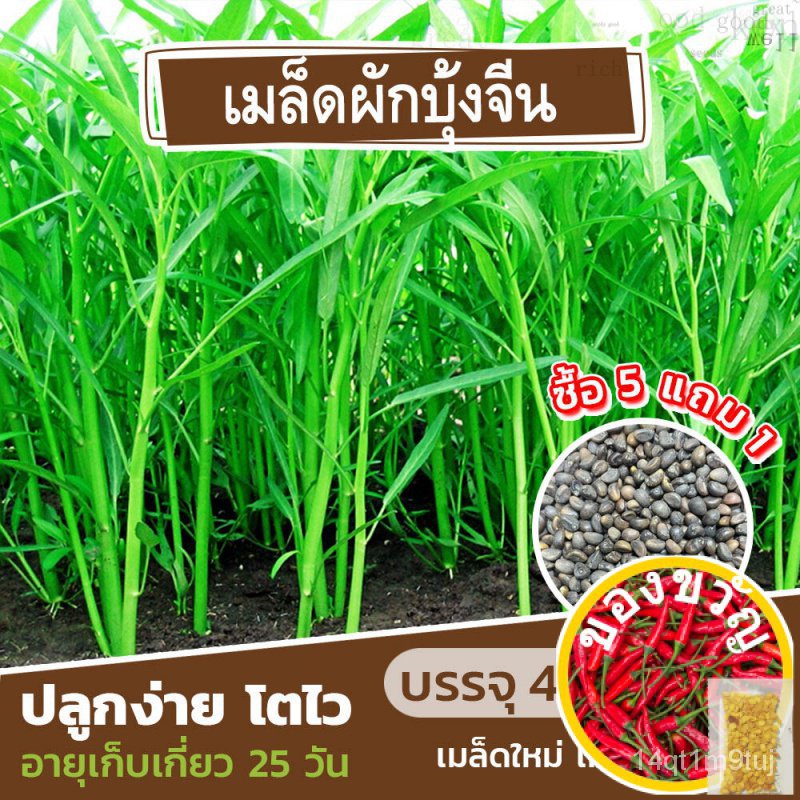 เมล็ดพันธุ์-ผักบุ้งจีน-เรียวไผ่-450-เมล็ด-20-กรัม-ซื้อ-5-แถม-1-cabbagemixedwhiterubypuritychamomilerussianmarigoldmixgr