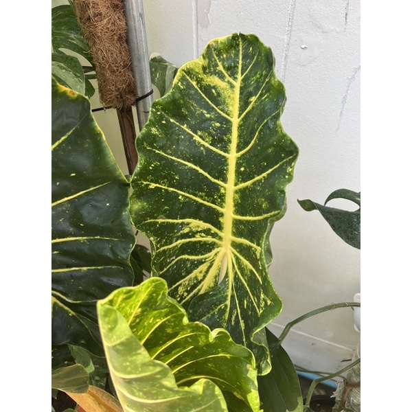 alocasia-บอนเพชรเจ็ดสี-ต้นใหญ่สีเด็ดมากแม่-ต้นเล็กไม่เกิน-30-cm-ต้นใหญ่สนใจทักข้อความนะคะ