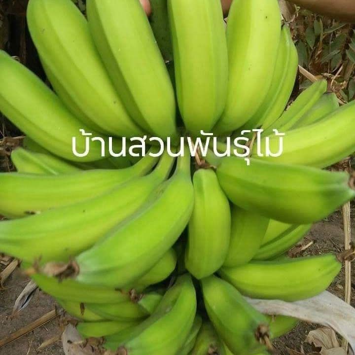 หน่อกล้วยตานี-บ้านสวนพันธุ์ไม้