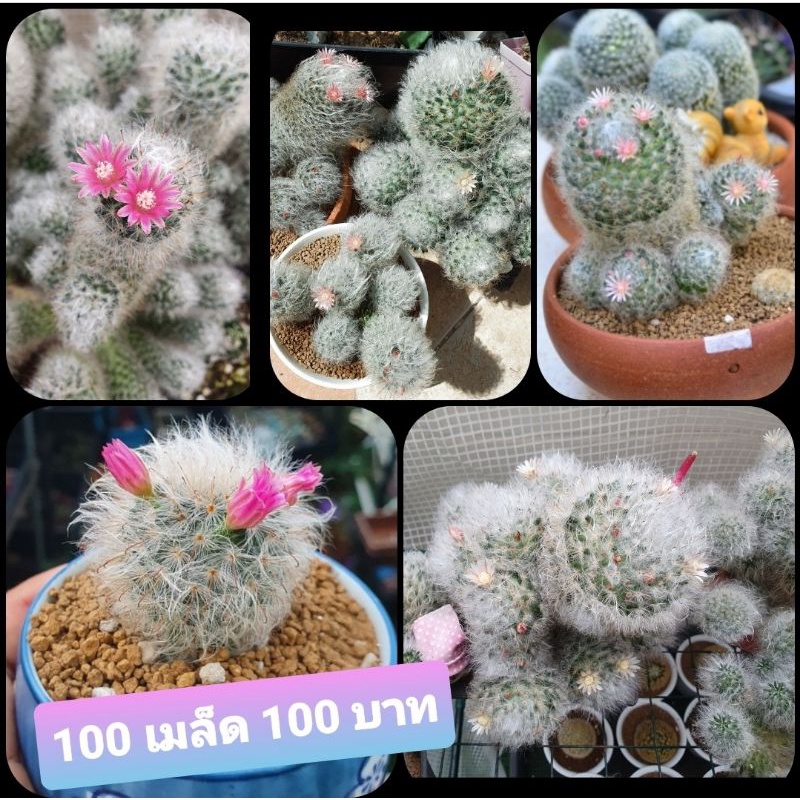 เมล็ดขนแมวลูกผสมmammilaria