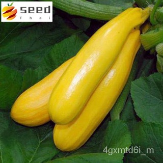 (ผู้ค้าส่งเมล็ดพันธุ์) ซูกินีเหลือง เมล็ดถูกที่สุด 9 บ.5 เมล็ด ☘️ปลูกง่าย ขึ้นไว หวานอร่อยเมล็ดพันธุ์ผักสลัดผลโตปลูกผักส