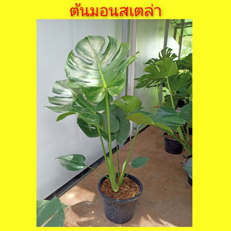 ต้นมอนสเตล่า-มอนสเตล่า-ไม้ฟอกอากาศ-กระถาง-11-สูง-70-100