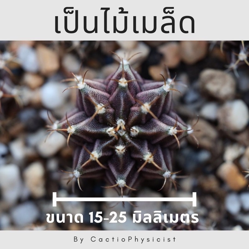 ยิมโน-lb-hybrid-พ่อแม่ดอกชมพู