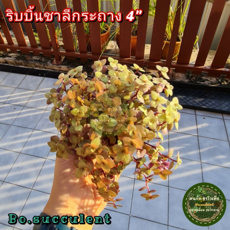 ต้นไม้-ริบบิ้นชาลี-กระถาง-4นิ้ว-ริบบิ้นชาลีสีชมพู-ริบบิ้นชาลีสีทอง-ริบบิ้นชาลีสีเขียว