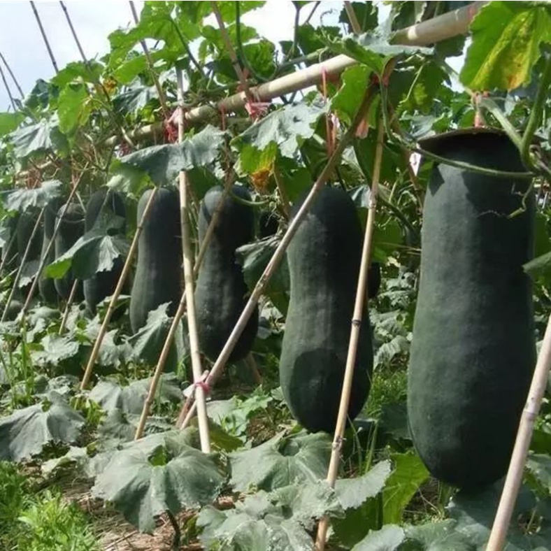 เมล็ดพันธุ์ฟักเขียว-เมล็ด-winter-melon-seeds-vegetable-seeds-เมล็ดพันธุ์ผัก-ผักอ-นี่มันเมล็ดพืช-ไม่ใช่พืช