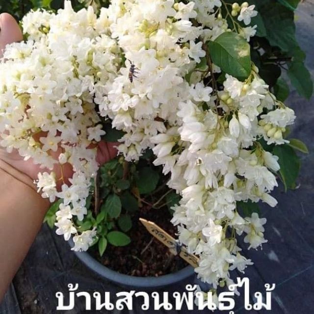 ต้นลดาวัลย์-บ้านสวนพันธุ์ไม้