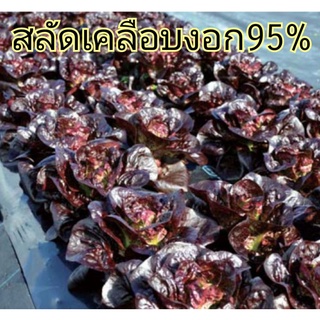 สลัดเมล็ดเคลือบ Mini Rose Lettec