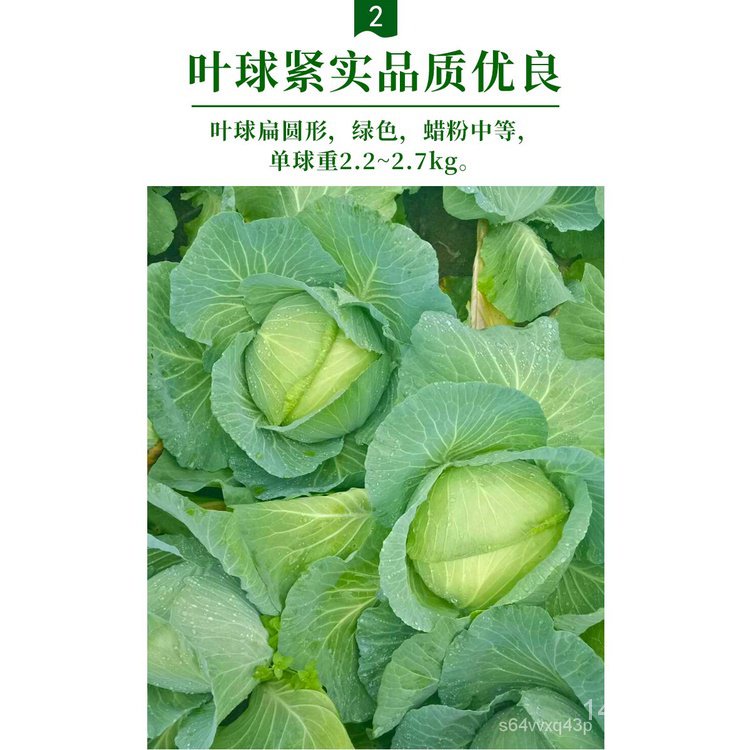 zhuqi-flower-seed-industry-jingfeng-no-1เมล็ดกะหล่ำปลีกะหล่ำปลีกะหล่ำปลีกะหล่ำปลีกะหล่ำปลีฤดูใบไม้ผลิและฤดูใบไม้ร่วงต้น