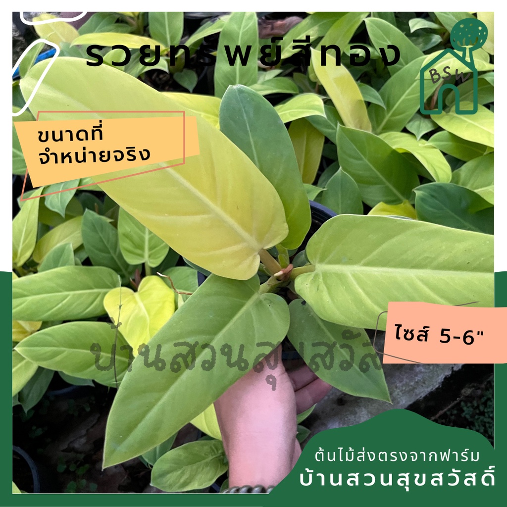 รวยทรัพย์สีทอง-กระถาง-5-6-นิ้ว-ฟิโลเดนดรอน-philodendron-ต้นรวยทรัพย์สีทอง