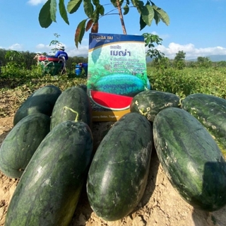 🍉เมล็ดพันธุ์🍉 40g. แตงโมเมญ่า ตราเจียไต๋ เมญ่า ตอปิโด50 เมล็ด (ไม่ใช่พืช)