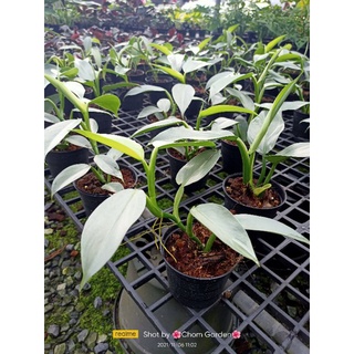 ฟิโลดาบเงิน Philodendron Hustatum  " Silver Sword "   ฟิโลเดน