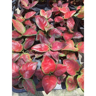 อโกลนีมาAglaonema  ทรัพย์เจ้าสัว สีแดงเข้ม  ราชาแห่งไม้ประดับ กระถาง 4นิ้ว