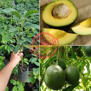 ต้นอโวคาโด้ เสียบยอด พันธุ์ รี้ด (Reed Avocado tree) รสชาดพรีเมี่ยม อร่อยมากผลแก่ปลายปี-ต้นปี 1 ต้น