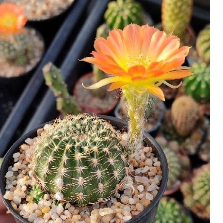 cake-cactus-farm-กระบองเพชร-echinopsis-fire-dance-อิชินอป-ระบำเพลิง-ดอกพลิ้ว-สีทูโทนส้มเหลือง
