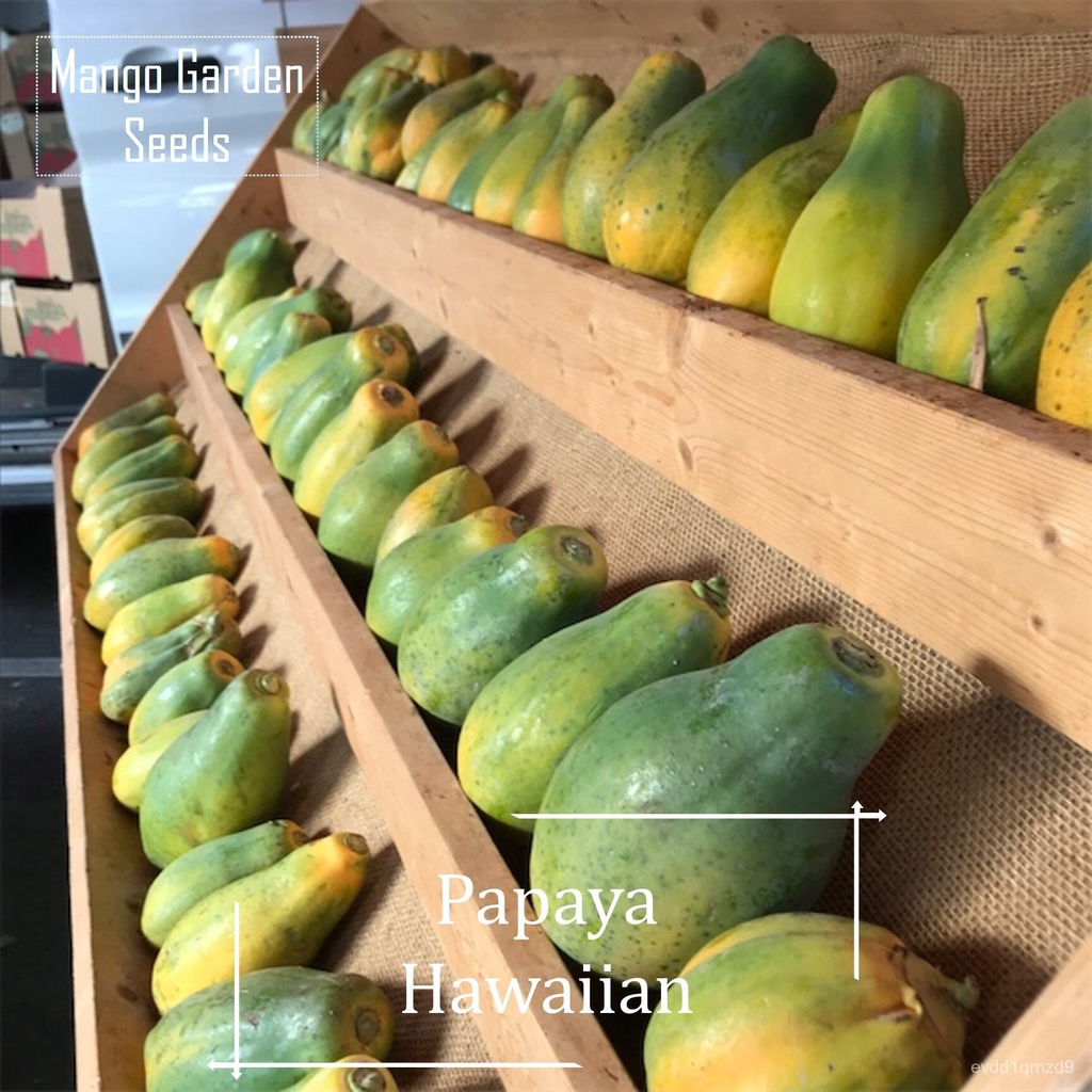 เมล็ดพันธุ์มะละกอฮาวาย-30-seed-hawaiian-papaya-seeds-ผลผลิตสูง-pear-shape-fruits-njoj