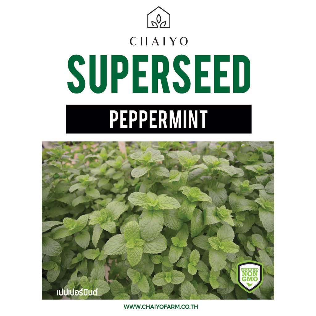 เมล็ด-peppermint-เปปเปอร์มินต์