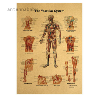 สินค้า vascular system โปสเตอร์กระดาษสไตล์วินเทจสําหรับติดตกแต่งผนังบ้าน