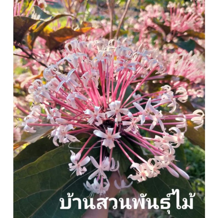 ต้นสาวสันทราย-บ้านสวนพันธุ์ไม้