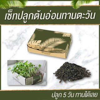 เมล็ดต้นอ่อนทานตะวัน 1 กิโล