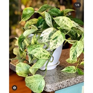 พลูราชินีหินอ่อน🍀 พลูหินอ่อน พลูฝรั่ง Epipremnum Aureum (Linden&amp;André) Bunting Marble Queen