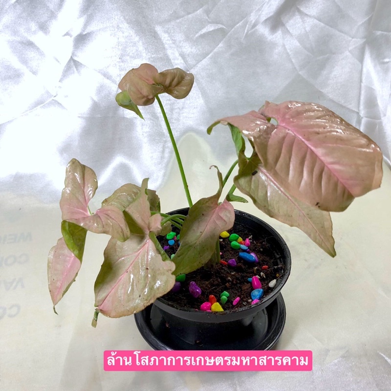 ออมชมพู-pink-syngonium-ต้นไม้มงคล-ต้นไม้ฟอกอากาศ-ต้นออมชมพู-สั่งขั้นต่ำ2กระถาง-กระถางขนาด6