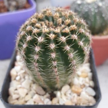cake-cactus-farm-กระบองเพชร-echinopsis-hybrid-angle-อิชินอปดอกใหญ่สีชมพู