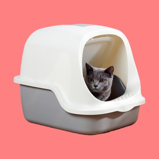 ห้องน้ำแมว มีประตู cat toilet
