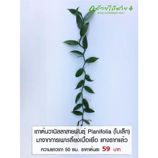 เถาต้นวานิลลา สายพันธุ์แพลนนิโฟเลีย ใบเล็ก (Planifolia Vanilla Orchid Vine) ยาว 50 ซม. แทงรากแล้ว