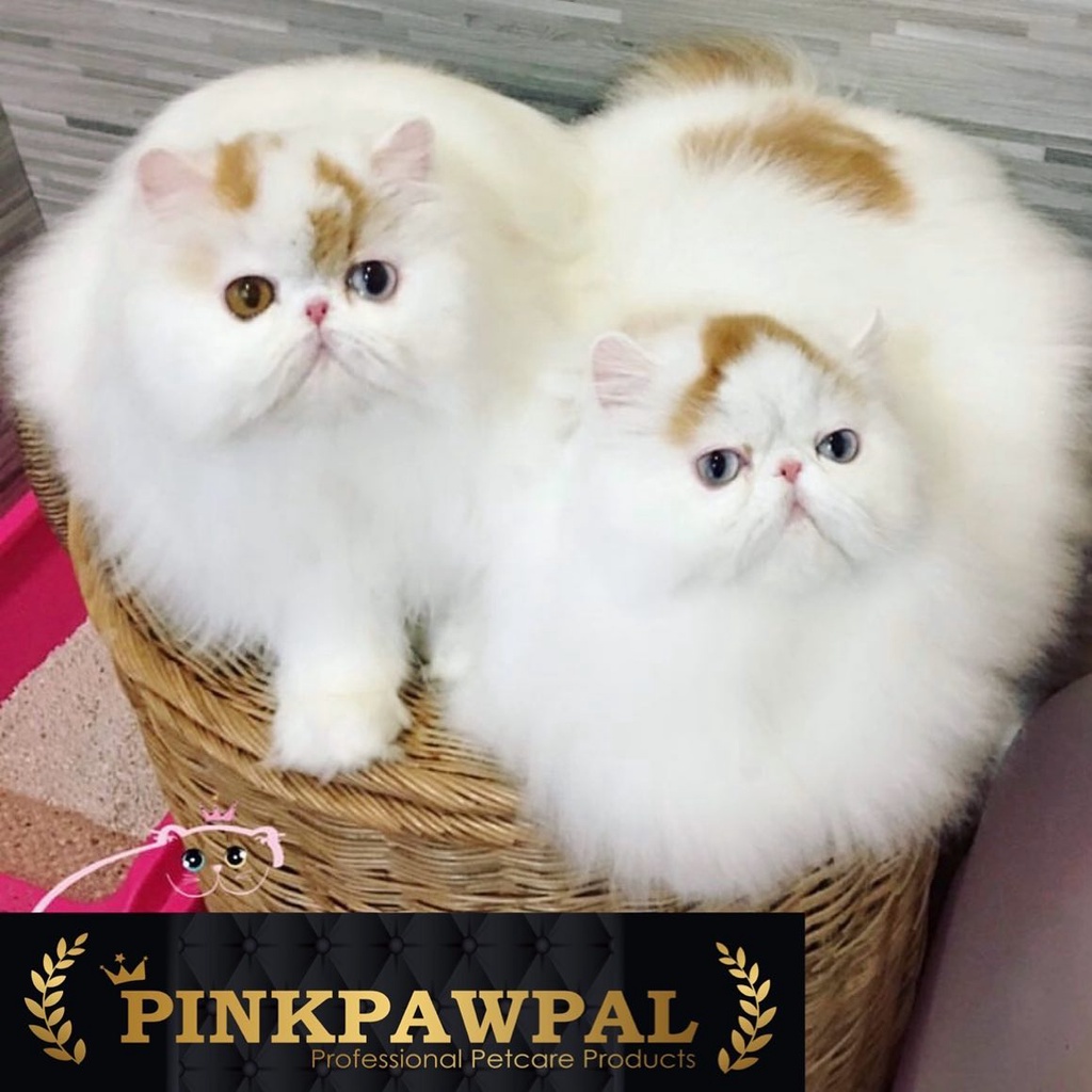 pinkpawpal-ผงขจัดคราบเหลือง-เชื้อรา-bling-bling-powder-1-000กรัม-g9