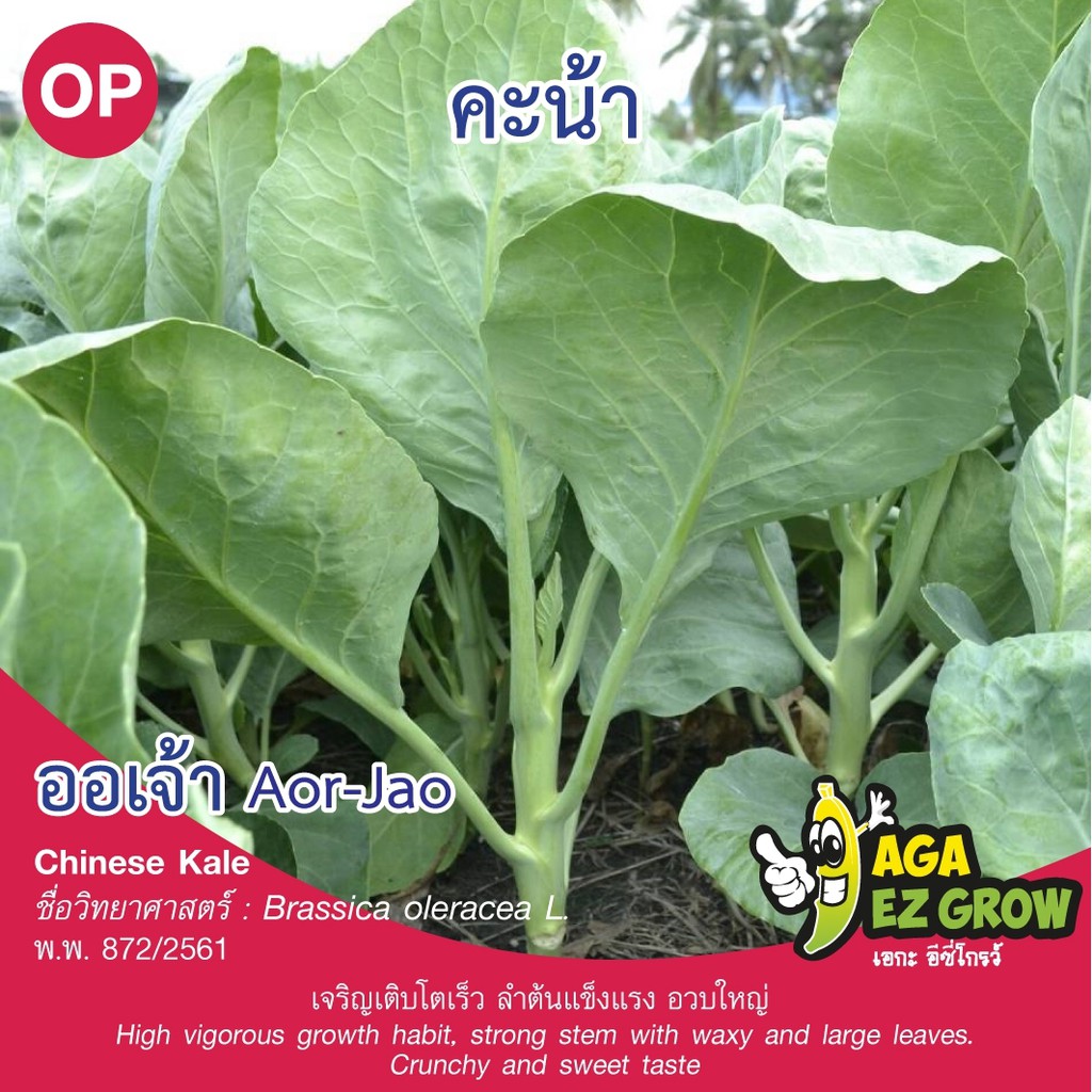 เมล็ดพันธุ์-คะน้าออเจ้า-บรรจุ-10-กรัม-โปรโมชั่น-ซื้อ10ซอง-แถมฟรี-1ซอง