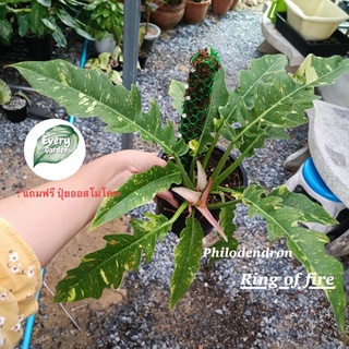 ภาพหน้าปกสินค้าฟิโลเดนดรอน ใบเลื่อย คัดด่างพิเศษ (Philodendron ring of fire Variegated) รองรับเก็บเงินปลายทาง ซึ่งคุณอาจชอบสินค้านี้