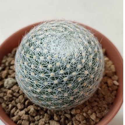 cake-cactus-farm-กระบองเพชร-mammillaria-lenta-แมม-เลนต้า-กลมกิ๊ก