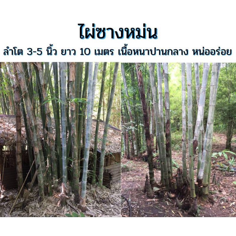 ไผ่ซางหม่น-ซางนวลราชินี-ไผ่ใช้ลำ-ลำโต-3-5-นิ้ว-ยาว-10-เมตร