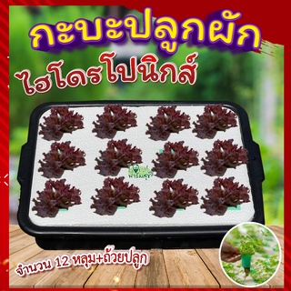 กะบะปลูกผักไฮโดรโปนิกส์ 🍂 ขนาด 12 หลุมพร้อมถ้วยปลูก กระบะปลูกผัก hydroponic