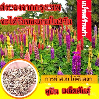 （เมล็ดพันธุ์ ถูก คละ）100 แคปซเมล็ดพันธุ์ ลูปิน บอนสี Lupine Flower Seeds เมล็ดบอนสี ต้นไม้ประดับ บอนสีหายาก เมล็ด พันธุ์