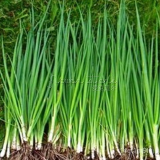 Free Shipping 400 seeds/ 1 Pack Tokyo White Bunching Onion Seeds ,Green Onion Hot Vegetable苹果/上衣/花园/向日葵/帽子/内裤/男装/种子/文胸/芹