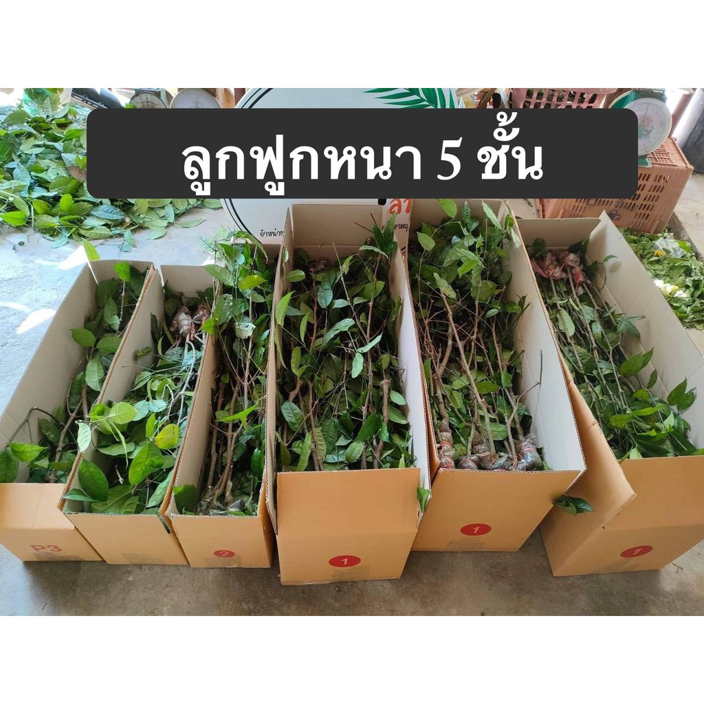 กล่องไปรษณีย์ต้นไม้-แบบยาว-หนา-5-ชั้น-จำนวน-5-ใบ-ส่งฟรีทั่วประเทศ