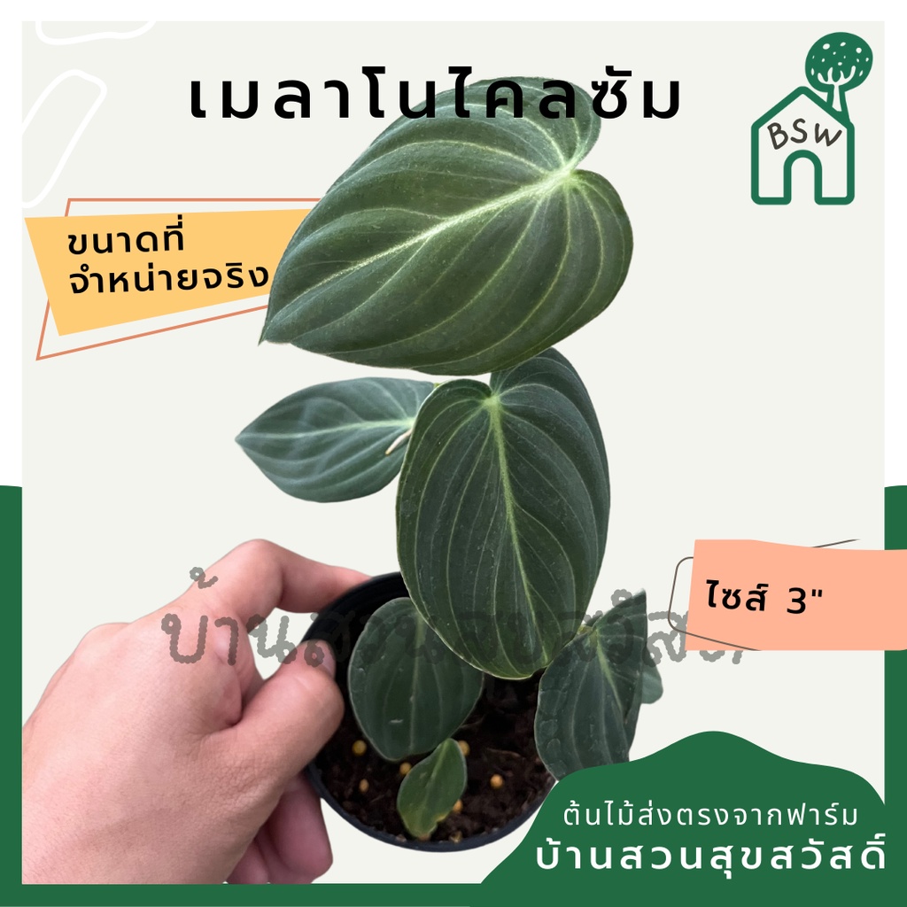 เมลาโนไครซัม-กระถาง-3-นิ้ว-philodendron-melanochrysum-ฟิโลเดนดรอน