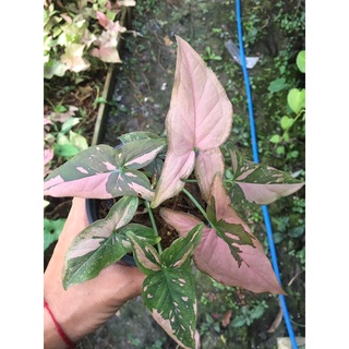 ต้นพิ้งสแปลช Syngonium Pink Splash