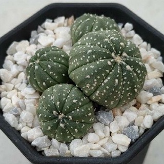 Cake Cactus Farm กระบองเพชร Astrophytum asterias  kabuto  แอสโตรไฟตัม คาบูโตะ ฟอร์มกอ 4 หัว