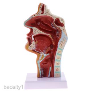 ✨พร้อมสต็อก✨Human Anatomy Models Lab Learning Teaching Resources - Human Nasal Cavity Throat Pathological Anatomical Model, 4.53 x 7.28 x 0.98 inch
