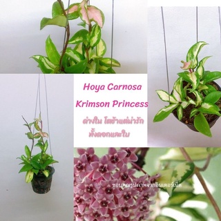 Hoya Carnosa Krimson Princess โฮย่าใบด่างสวย  ไม้แขวนประดับ