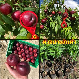 (1ต้น)(vาย ต้นพันธุ์) ต้น เนกทารีน พันธุ์  โกเมน 2 ต้นเนกทารีน Nectarines เนคทารีน / พืชจากต่างประเทศ