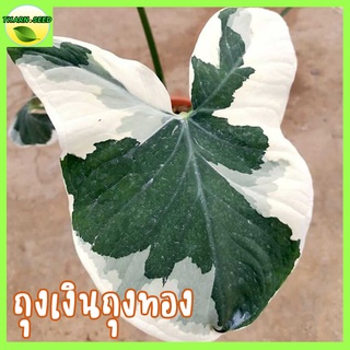 ต้นถุงเงินถุงทอง ไม้ใบมงคล ต้นไม้เก็บทรัพย์ Alocasia Mickey Mouse ต้นไม้มงคล ไม้ประดับ ไม้ใบ